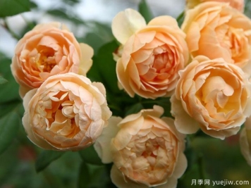 30个浓香月季品种，养一棵满院飘香