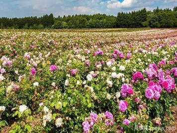 英国大卫奥斯汀月季培育过程