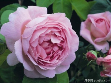 风采连连看月季/康斯坦斯普赖月季Constance Spry