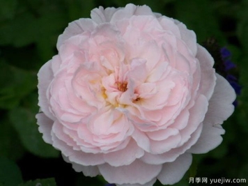 爱丽丝小姐月季