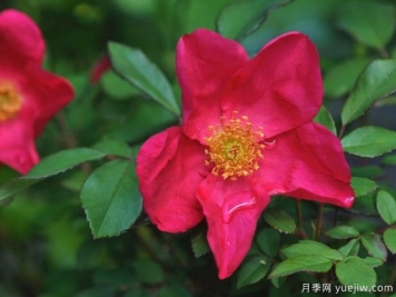 皮卡第的玫瑰月季