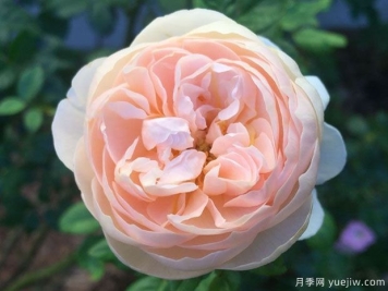 牧羊女月季在每个阶段的修剪方法