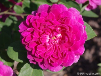 苏菲的玫瑰月季