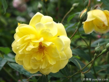 布莱斯之魂月季