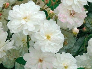 弗朗辛奥斯汀月季