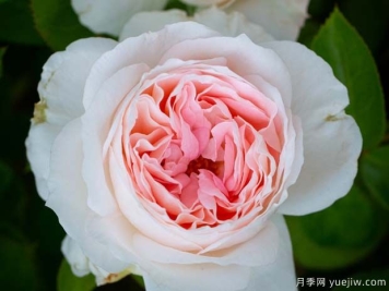 腮红门廊月季的优缺点是什么？