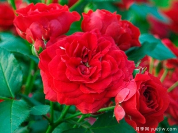 红宝石花环月季