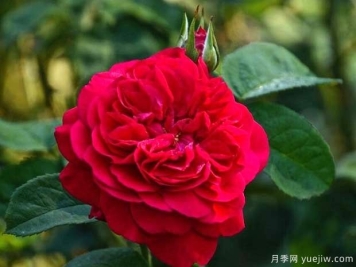 布莱斯威特月季