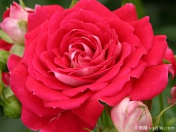 樱桃花环月季/樱桃门廊月季