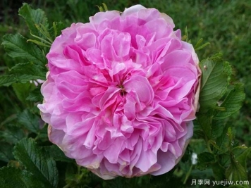 多琳派克夫人月季