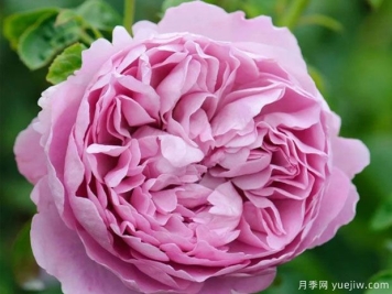 麦金塔月季/查尔斯别尼月季