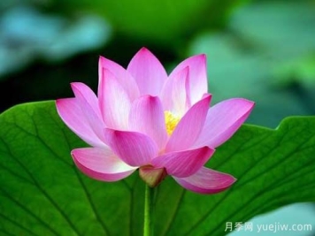 常见水生植物有哪些？35种汇集