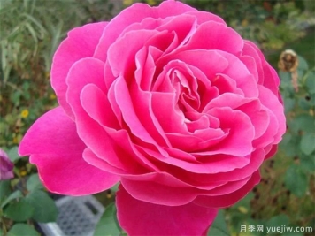 月季花朵开的比脸大，掌握5个因素有惊喜