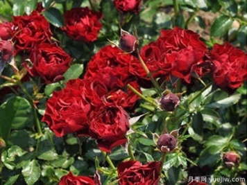 珊瑚小精灵月季