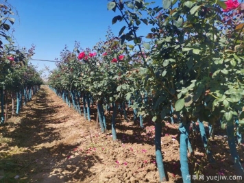 春季花卉苗木应该如何修剪？不同类别要不同对待