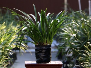 蕙兰和墨兰的区别