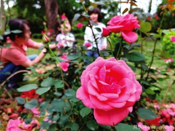 月季名园：南宁南湖公园月季园
