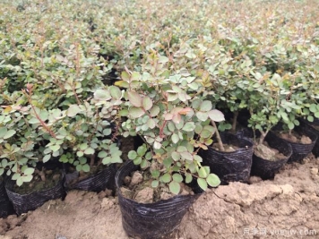 月季容器育苗技术方法要点分享