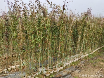 藤本月季批发基地，3月1.8米高爬藤价格