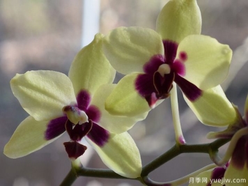 春季养兰花记着五句口诀，总结很到位