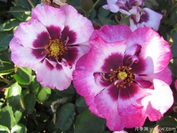 妆容石榴柠檬水月季