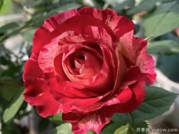 魅力瑟格萨月季/美丽的塞戈萨