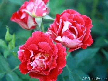 卢瓦尔河畔圣塞巴斯蒂安月季