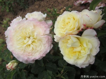 米雷勒教堂月季/米雷耶帽子月季