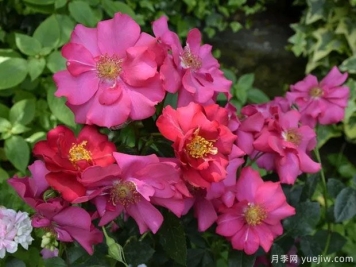 蒙托利特合唱团月季