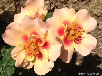 妆容蜂蜜柠檬水月季