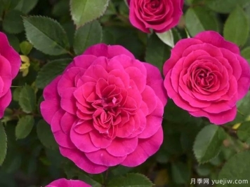 光芒火龙果月季/日耀火龙果月季