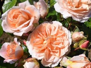 美丽人生月季/精彩生活月季