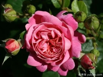 布鲁诺普勒普安月季