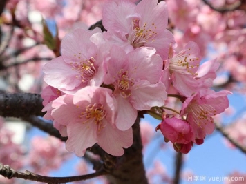 早樱晚樱冬樱的区别？樱花主要品种