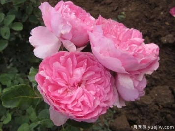 亨利勒西达内尔月季