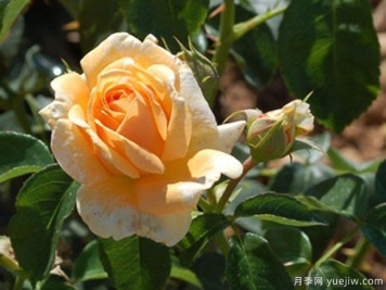 赫拉月季/海拉月季