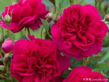 托马斯贝克特月季