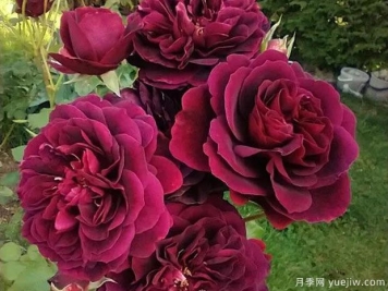 特雷德斯坎特月季