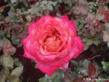 十多个常见花卉养护要点大科普