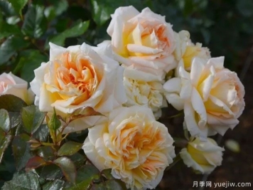 卡利松杏仁糕月季