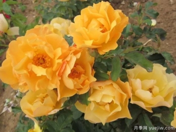 优雅的皮拉月季