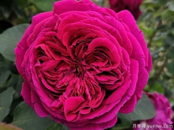 威廉莎士比亚月季的优缺点是什么？