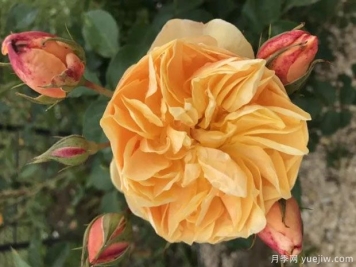 博尔姆斯玫瑰月季