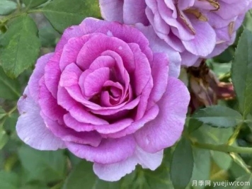 甜蜜蓝夫人月季