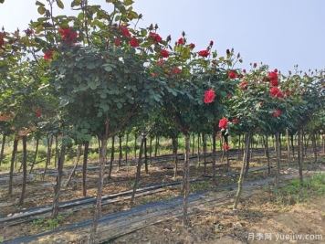 1米大冠幅4公分高杆树桩月季产地批发