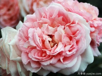 毛里提亚月季/远古大陆月季