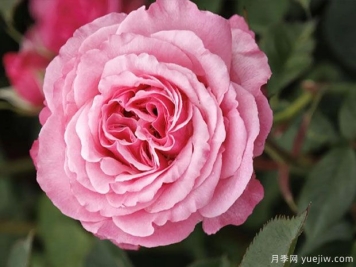 粉色天梯月季