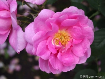 爱月季(奥斯汀)