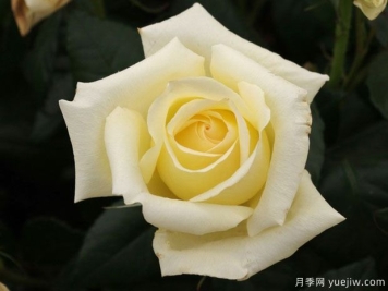 闪耀年华月季/钻石日