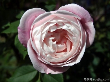 皮埃尔欧格夫人月季/欧格夫人月季